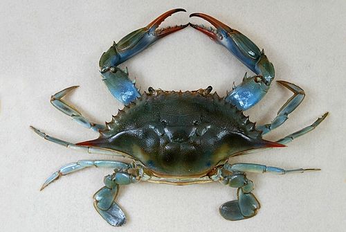 callinectes sapidus